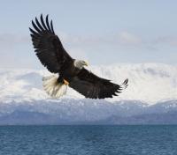 Eagle